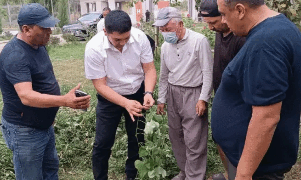 Новый сорт батата: нейтральный вкус и адаптация к климату