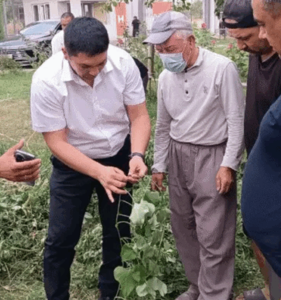 Новый сорт батата: нейтральный вкус и адаптация к климату