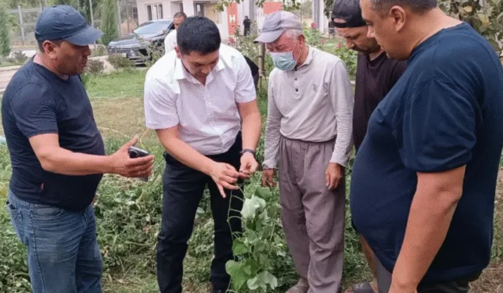 Новый сорт батата: нейтральный вкус и адаптация к климату